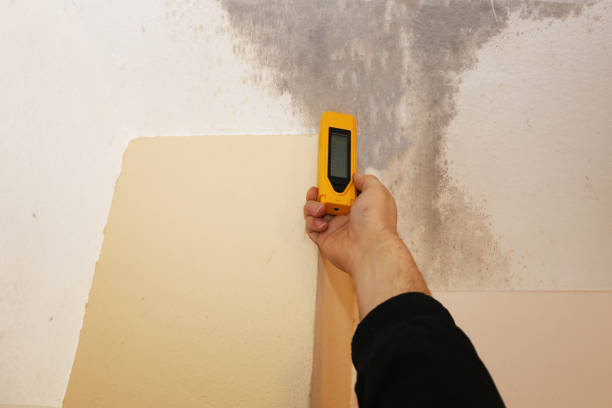 Best Basement Mold Removal  in Woodville, MS