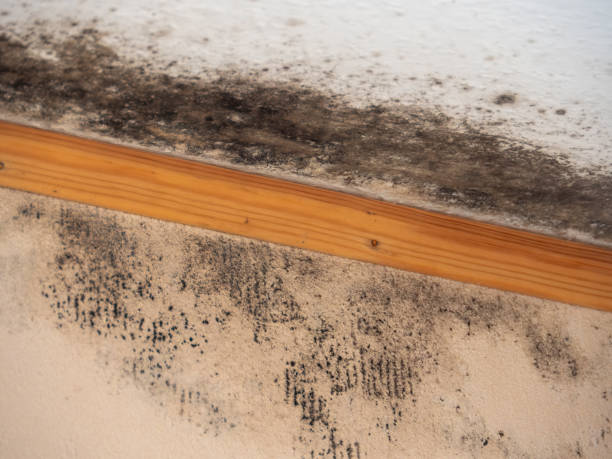 Professional Mold Inspection, Removal & Remediation in Woodville, MS